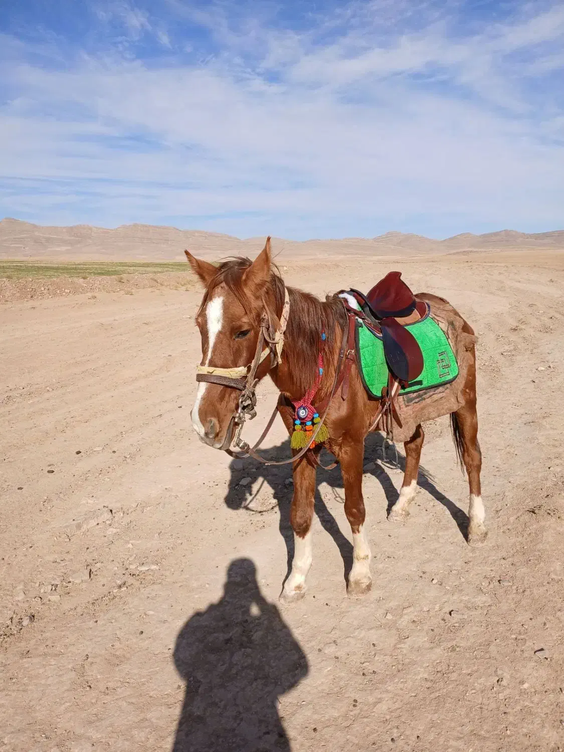 مادیون خود یورقه|اسب و تجهیزات اسبسواری|قوچان, |دیوار