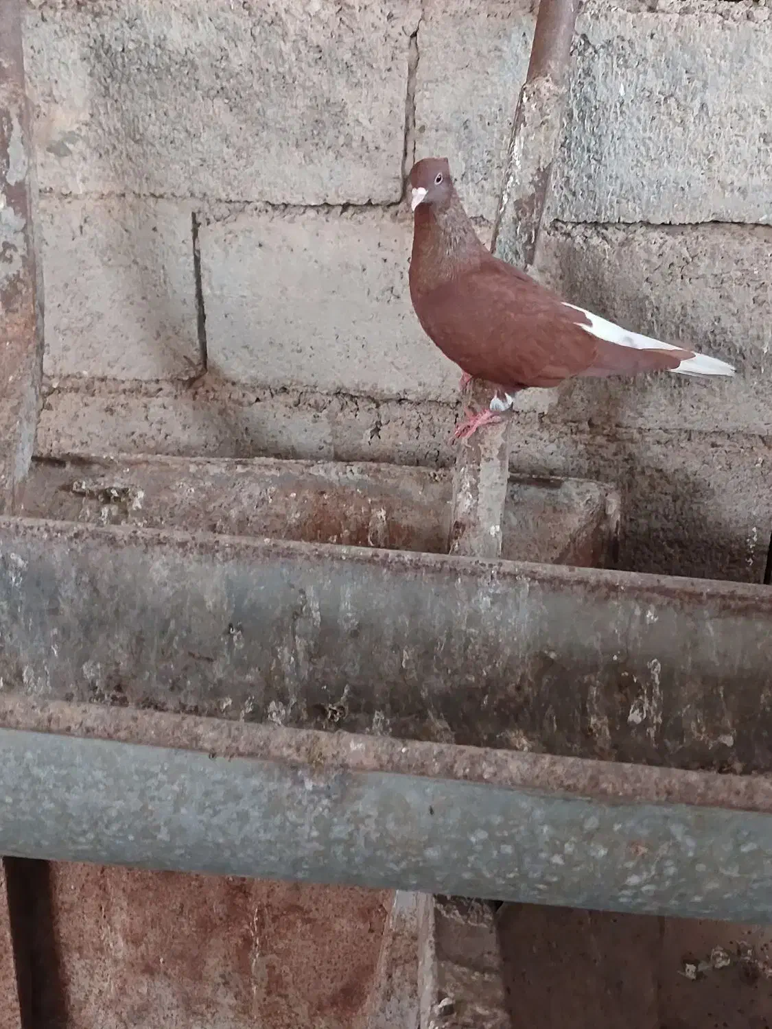 رنگی دوتا نر|پرنده|شوشتر, |دیوار