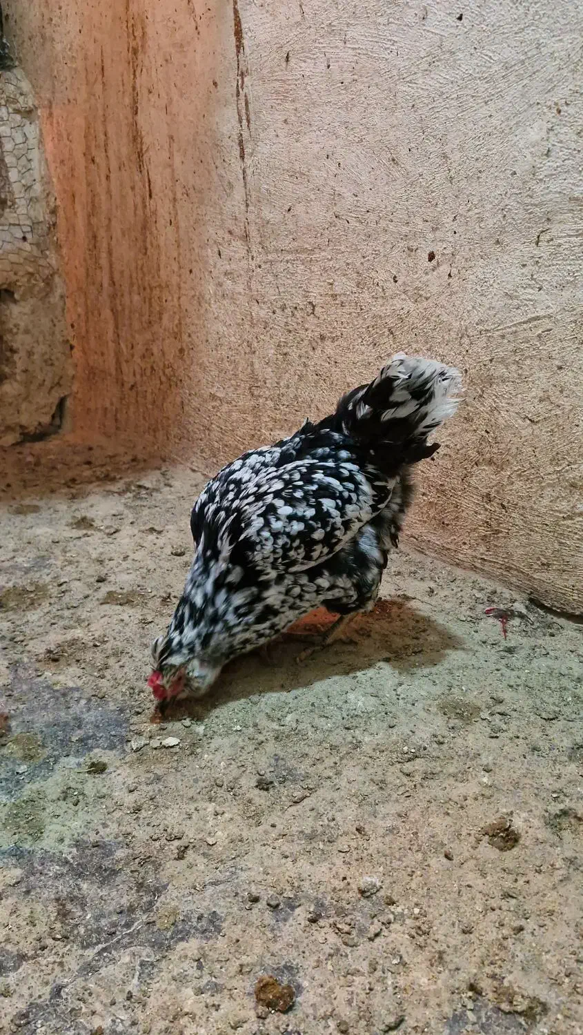 تخم مرغ گلین|حیوانات مزرعه|لنجان, |دیوار