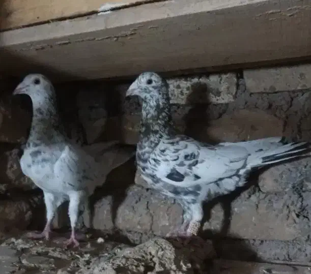 کفتر هفت رنگ|پرنده|آزادشهر, |دیوار