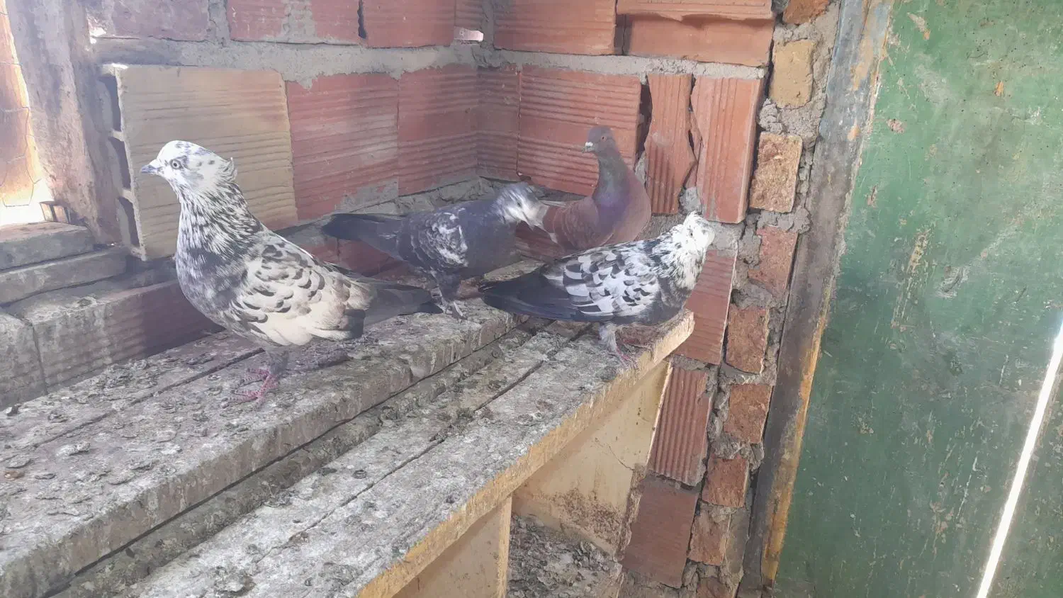 چهار عدد طوقی|پرنده|ویلکیج, |دیوار