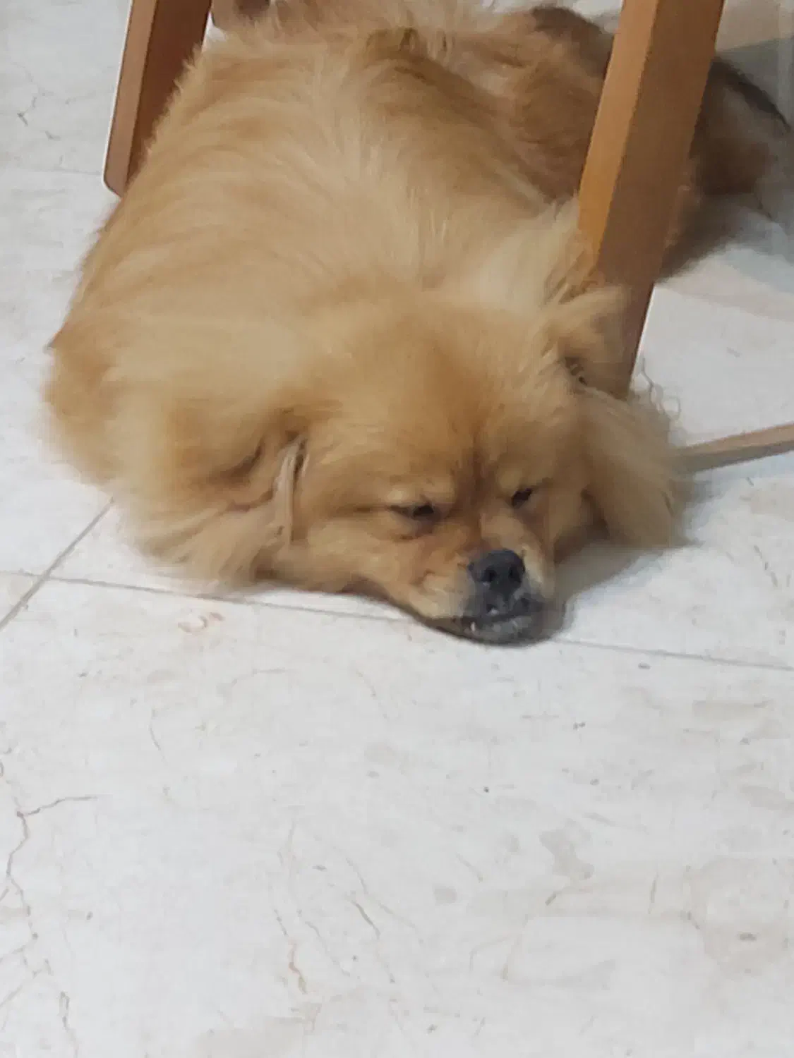 سگ پامر|سگ|سلمانشهر, |دیوار