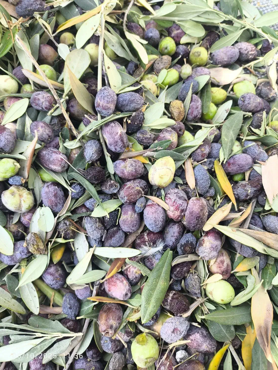 زیتون روغنی فروش|خوردنی و آشامیدنی|منجیل, |دیوار