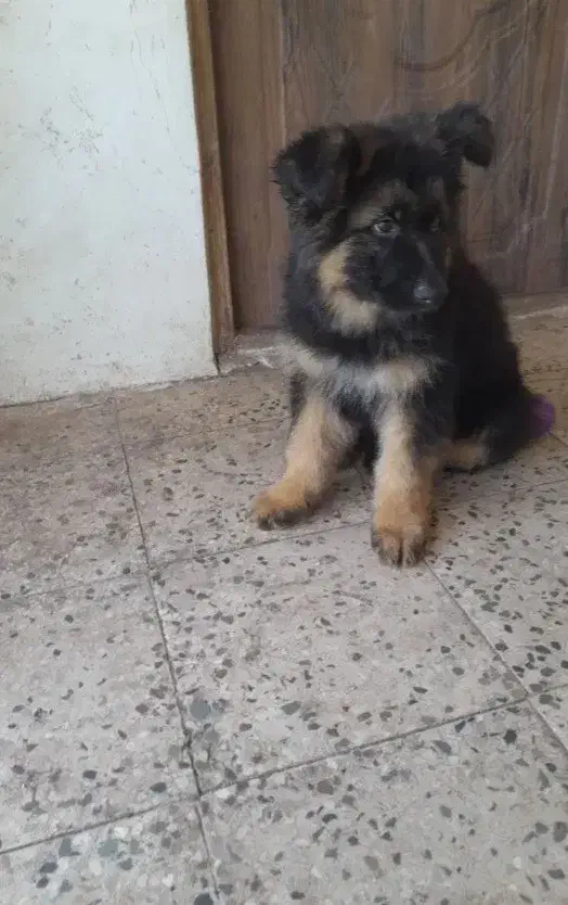 ژرمن شپرد شولاین|سگ|رشت, گلسار|دیوار