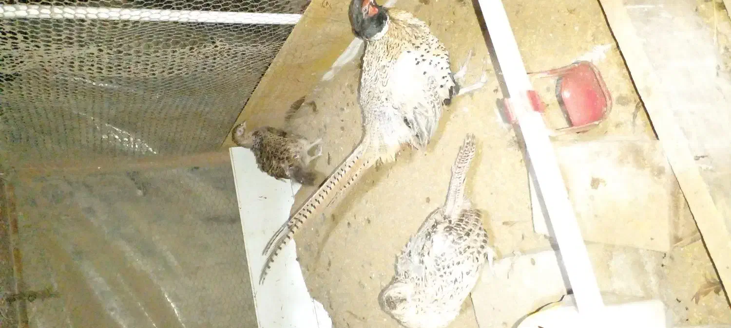 خروس وحشی|حیوانات مزرعه|نوشهر, |دیوار