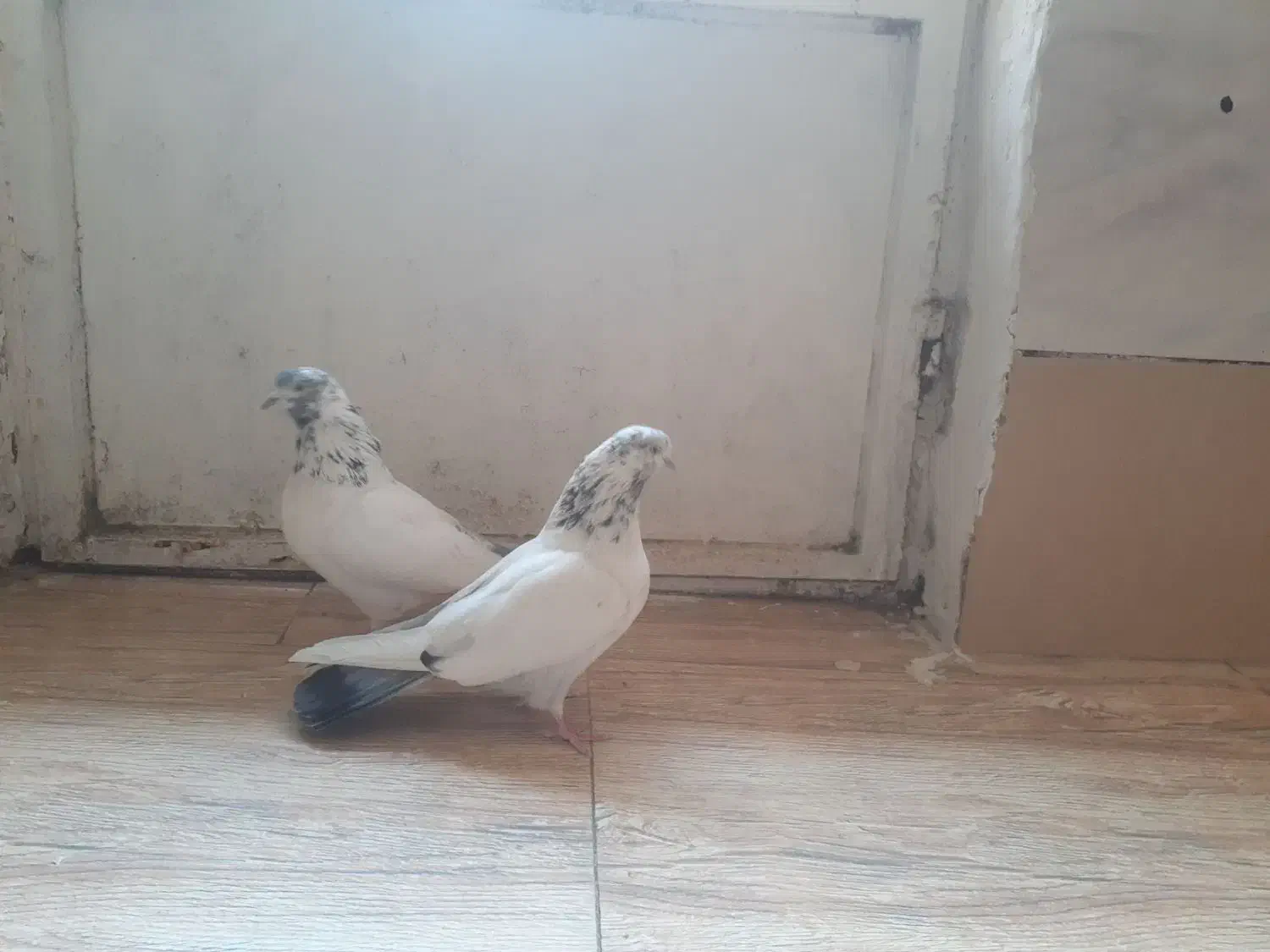 یه جفت کفتر کله دم سبز عطیقه|پرنده|ملایر, |دیوار