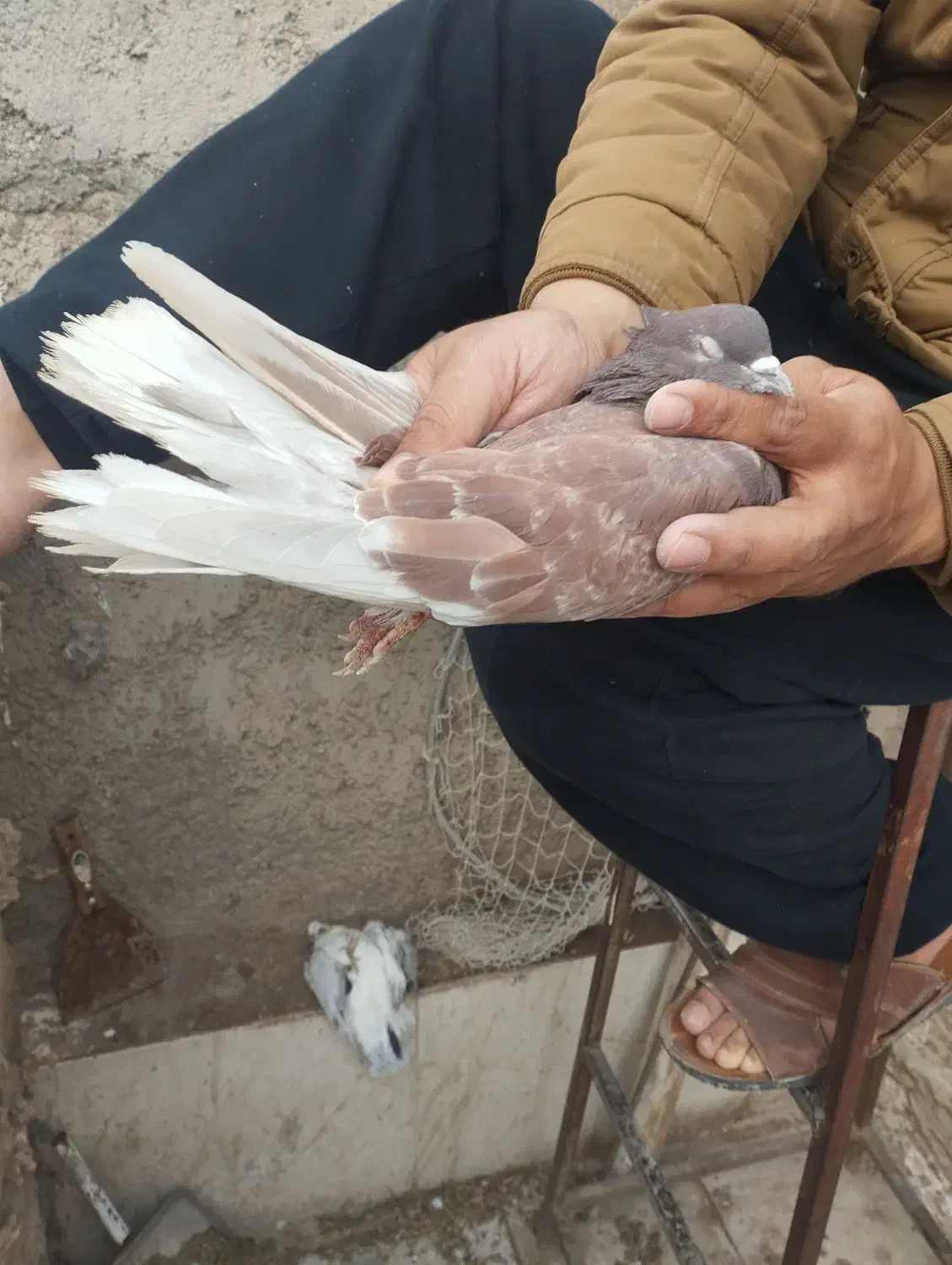 کفتر پرشی|پرنده|قم, زند آباد|دیوار