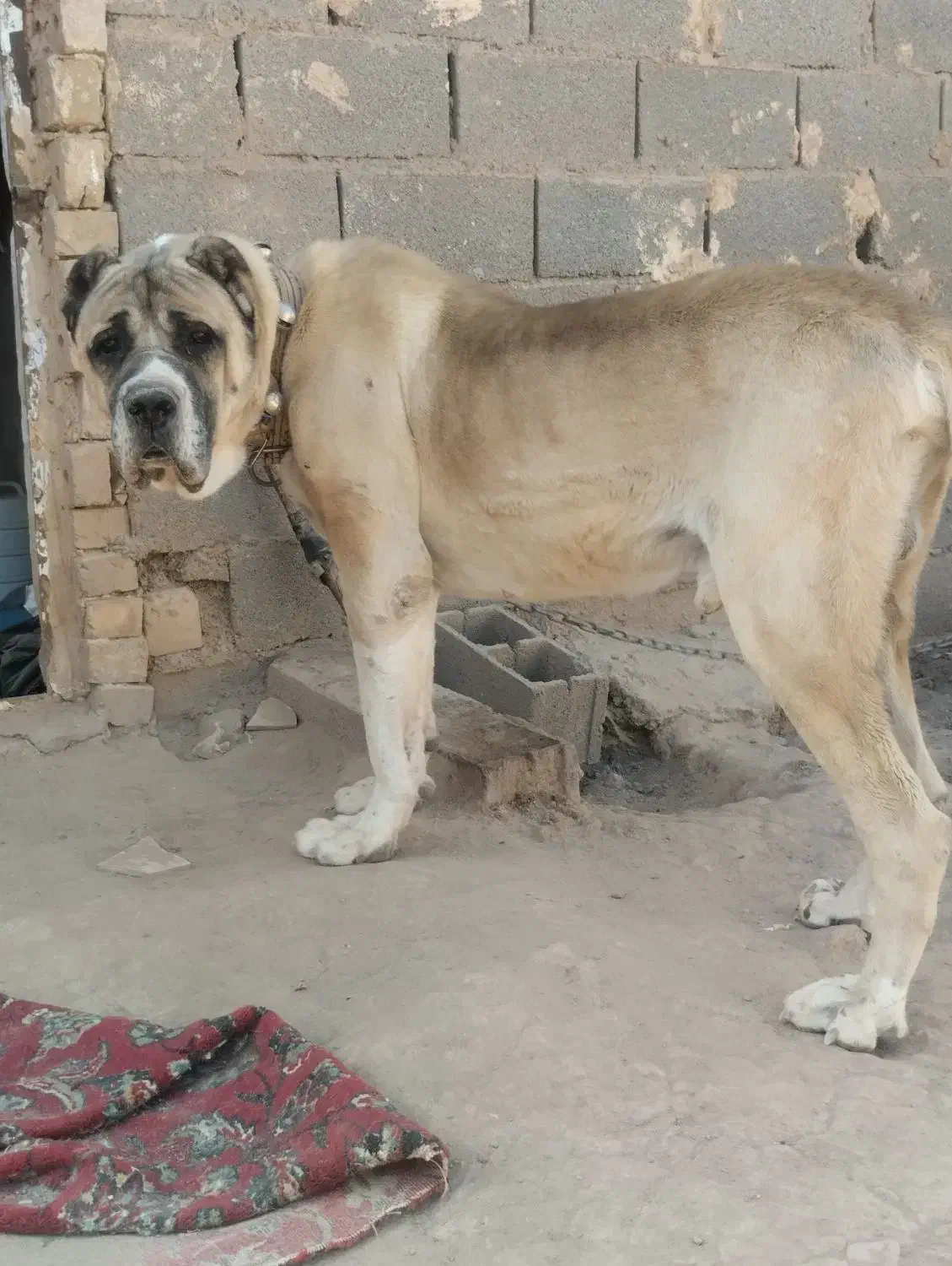 درشت مولد خوب براتوله کشی پاپی هم بازیگوش|سگ|تربت جام, معدآباد|دیوار