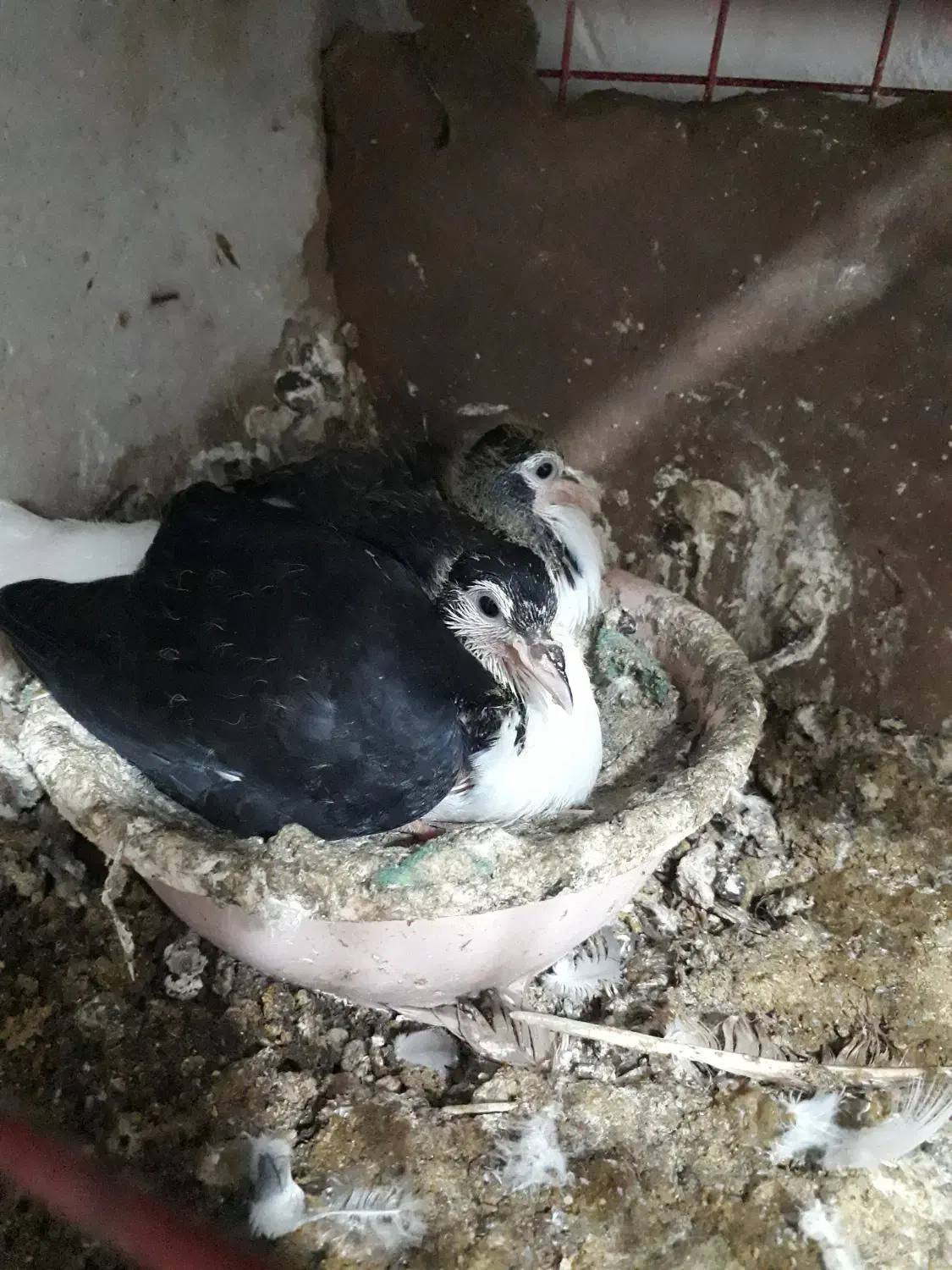 یک جفت ساده به همراه جوجه|پرنده|گنبد کاووس, |دیوار