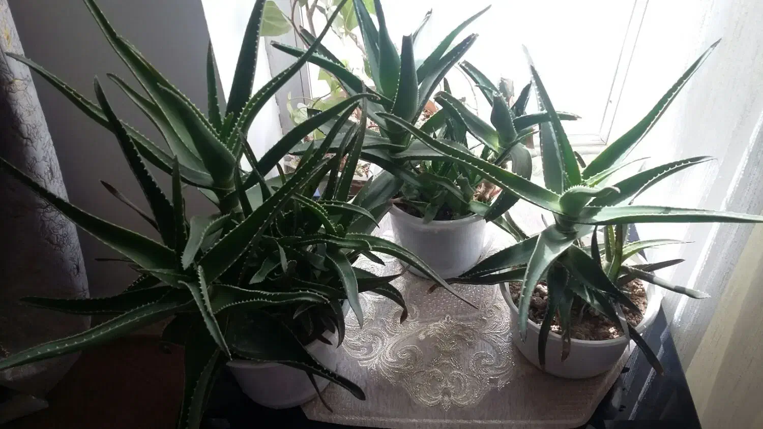 گل الوراء|گل و گیاه طبیعی|سراب, |دیوار