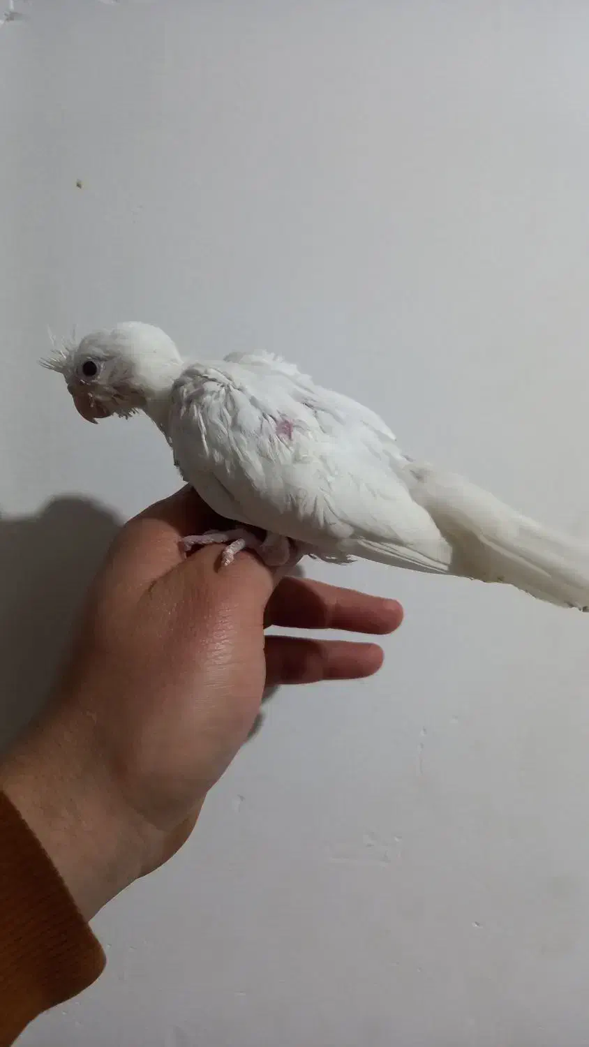 جوجه البینیو ولوتینیو زعفرانی سرلاکی|پرنده|شاهرود, |دیوار