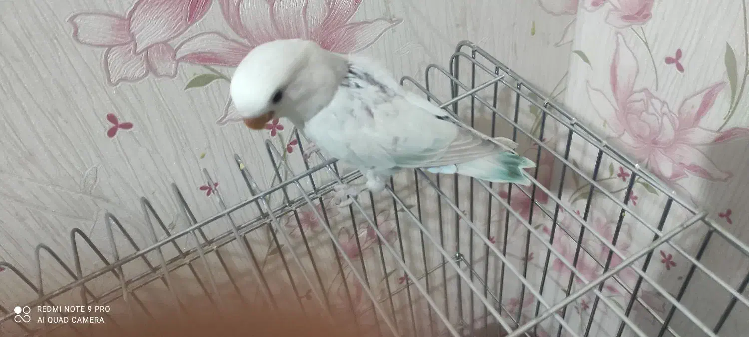 طوطی برزیلی جوجه مارال عروسکی|پرنده|اهواز, کوی باهنر|دیوار