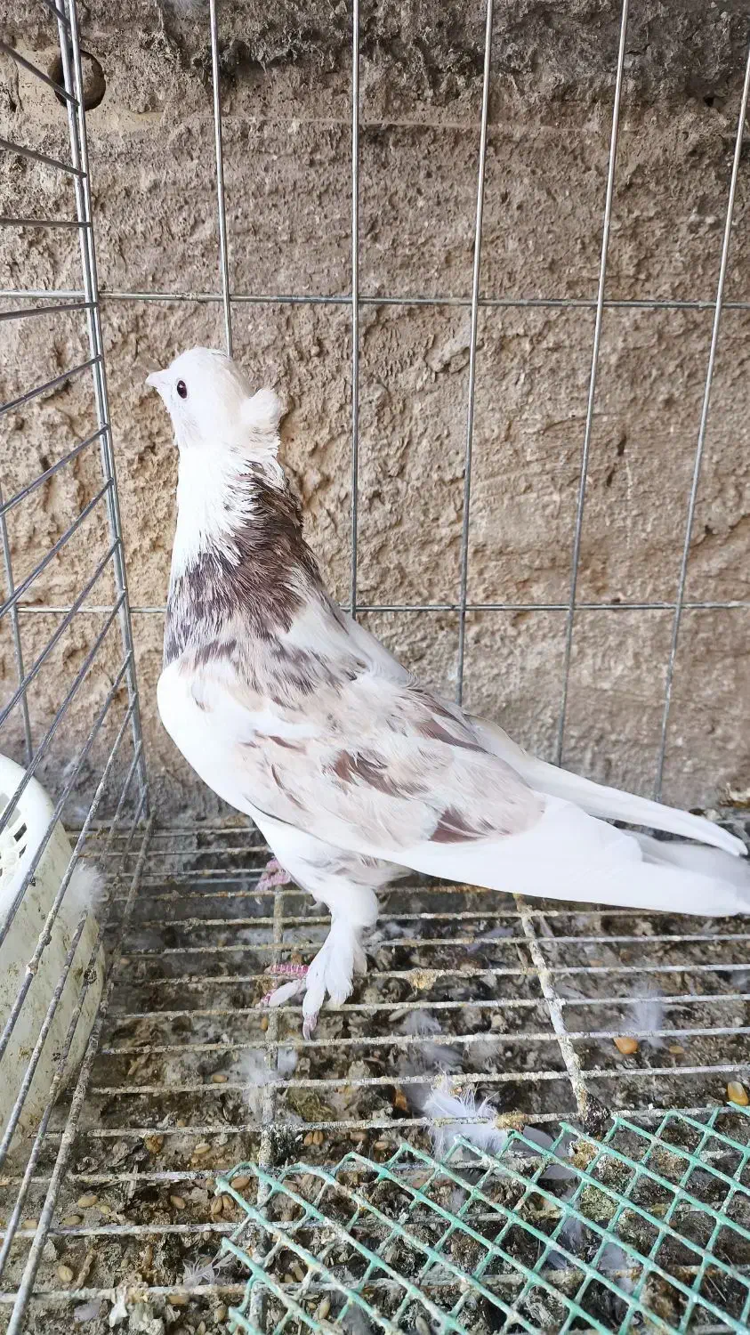 نر هما ماده سرور|پرنده|اصفهان, سروستان|دیوار