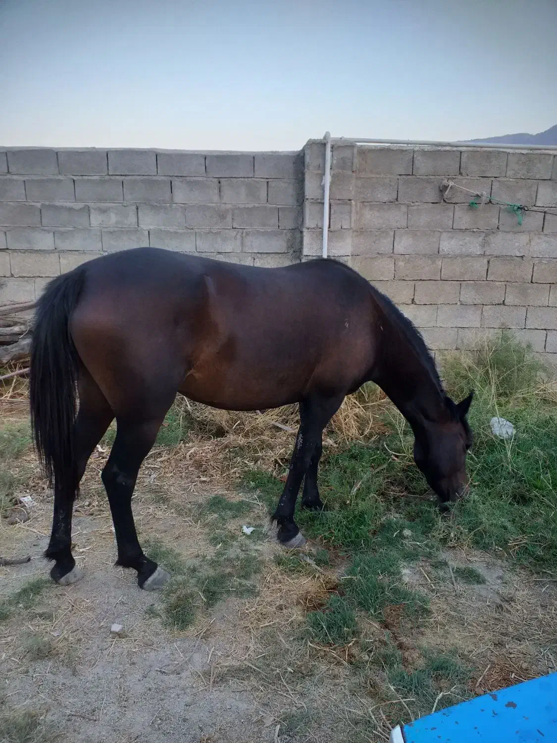 اسب|اسب و تجهیزات اسب‌سواری|جره و بالاده, |دیوار