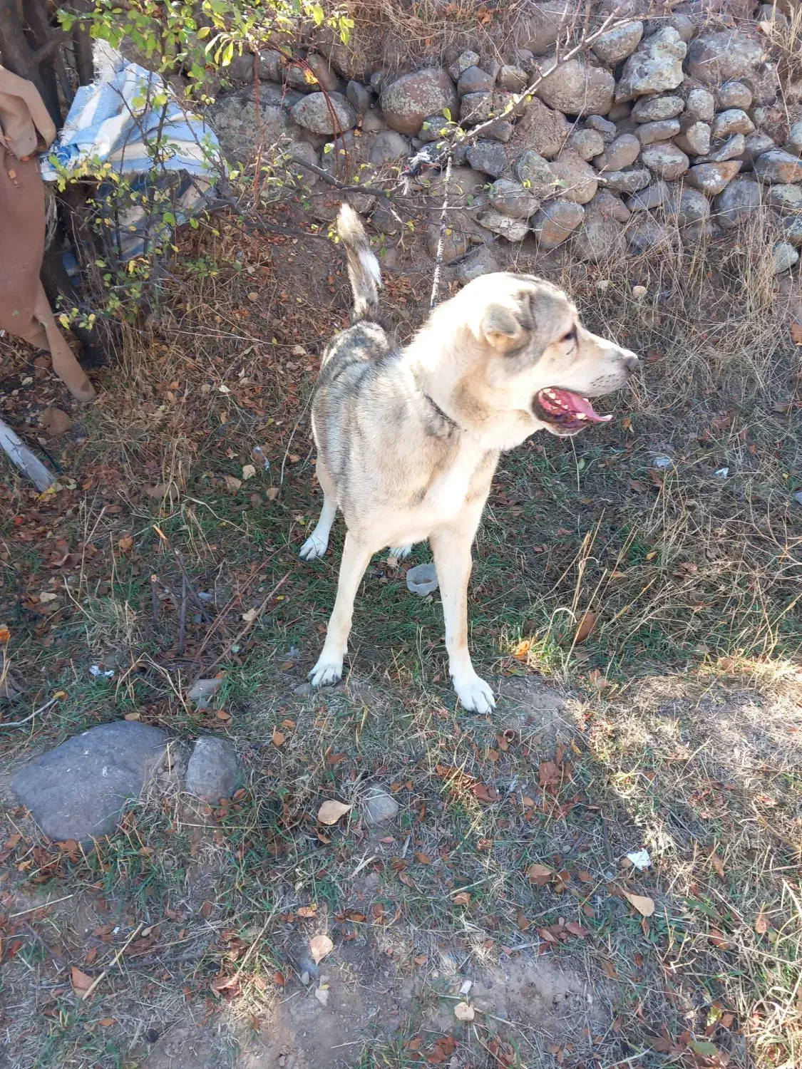 سگ عراقی|سگ|اردبیل, |دیوار