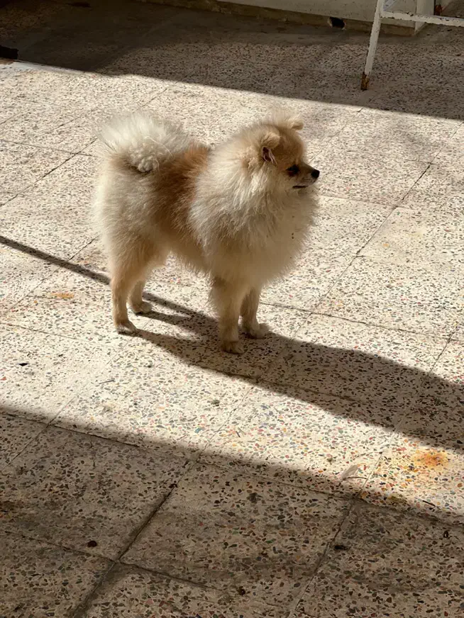 سگ پامرانین نر ۷ ماهه تربیت شده کامل|سگ|پرند, فاز ۲|دیوار