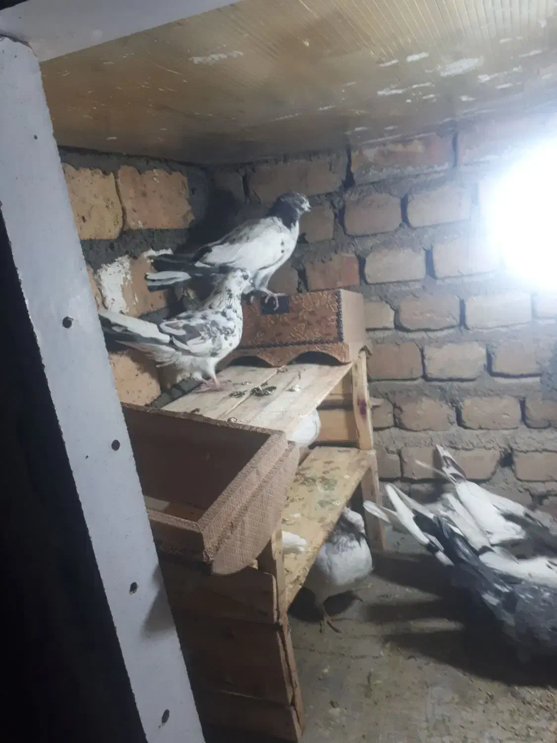 کفتر پرشی|پرنده|مشکین‌دشت, |دیوار