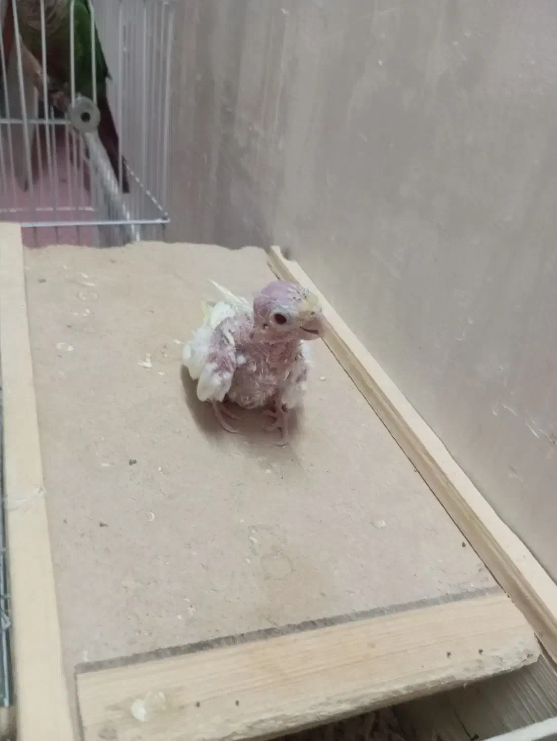 جوجه عروس لوتینو|پرنده|اهواز, کوی جانبازان(دانش)|دیوار