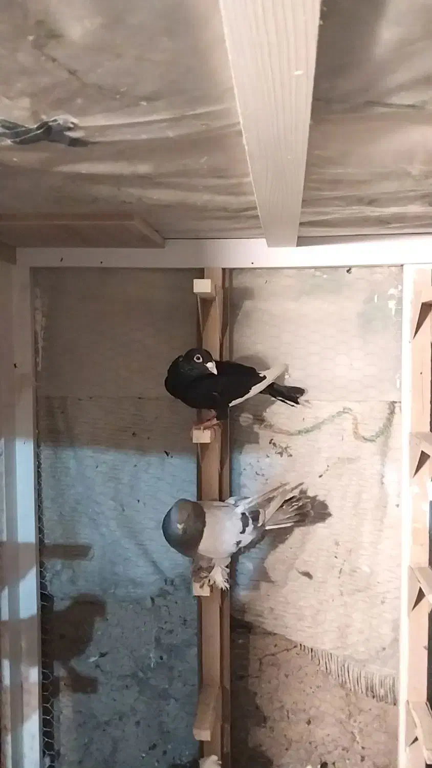 قره سیاه سوسنی|پرنده|شیراز, سعدیه شمالی|دیوار