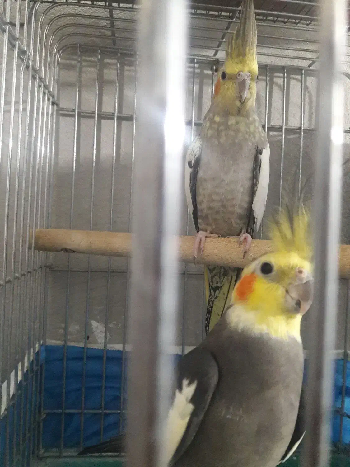 طوطی عروس نروماده|پرنده|الوند, |دیوار