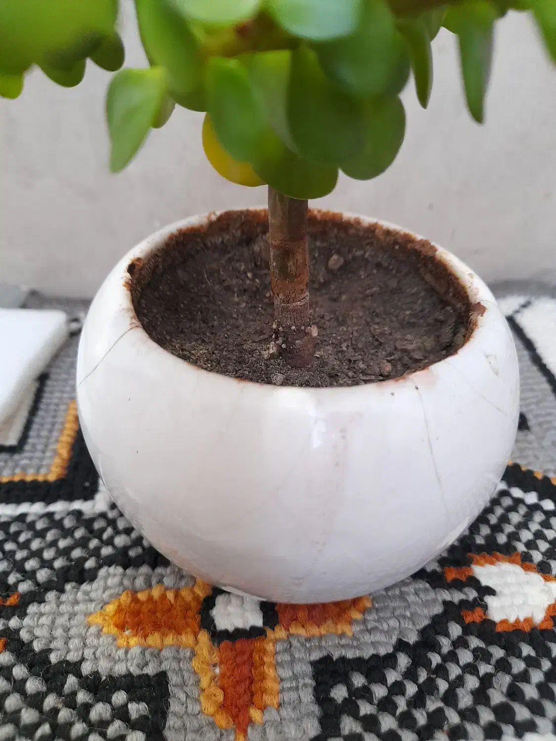 بونسای کراسولا|گل و گیاه طبیعی|کرمانشاه, |دیوار