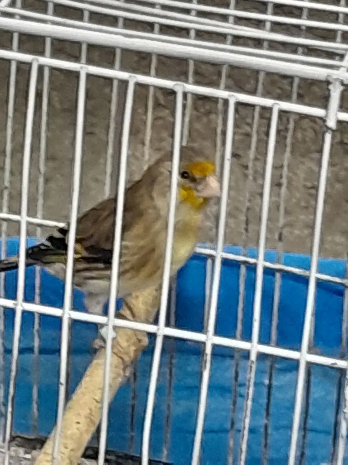 سهره قناری وقناری|پرنده|فولادشهر, B5|دیوار