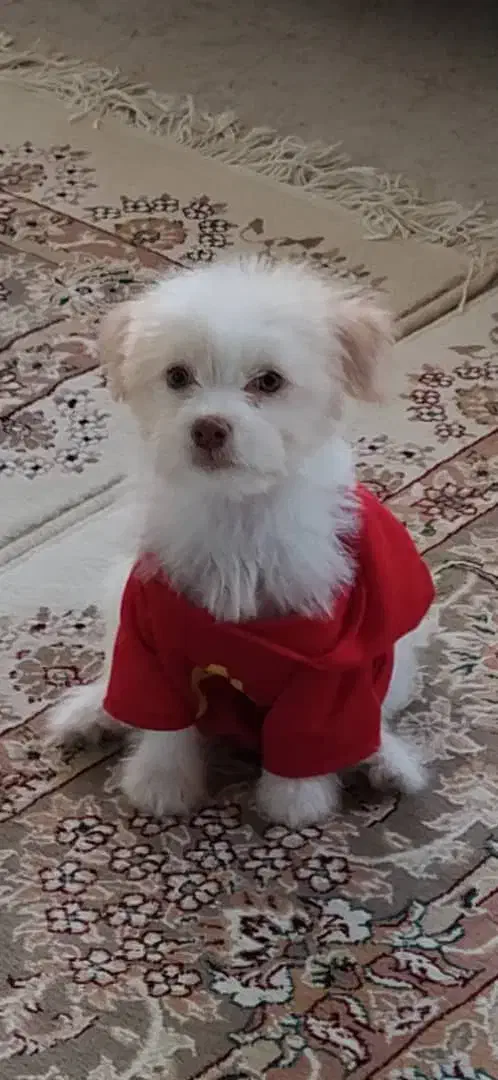 سگ دوست داشتنی و باهوش|سگ|مبارکه, |دیوار