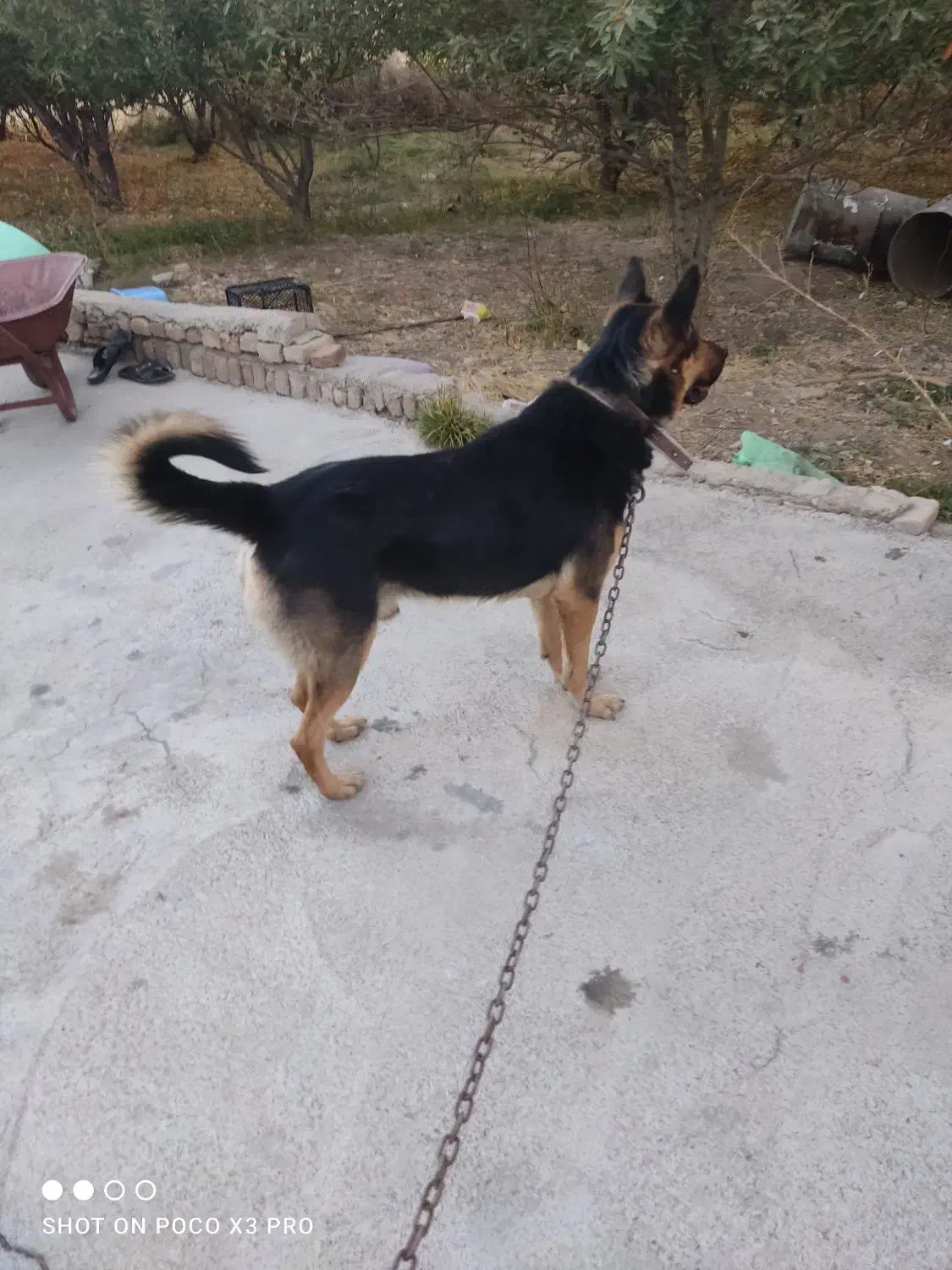 سگ مخصوص نگهبانی|سگ|بروجرد, |دیوار