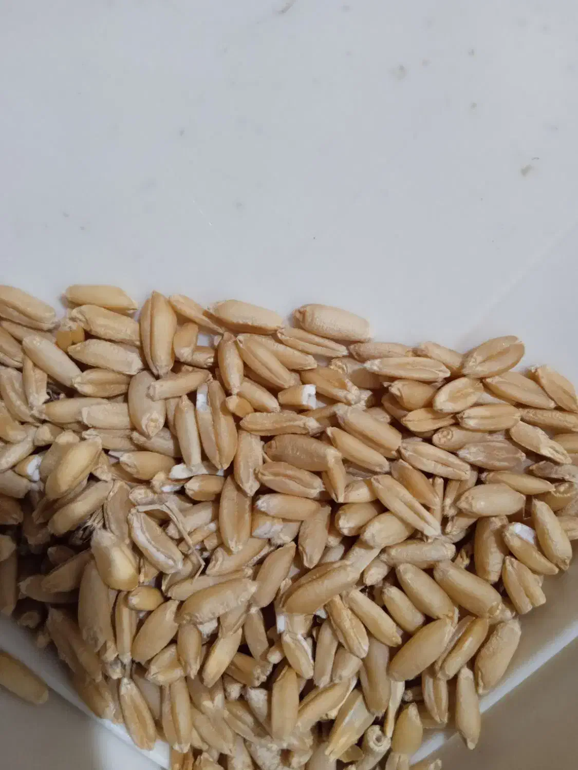 گندم دیمی|عمدهفروشی|اسدآباد, |دیوار