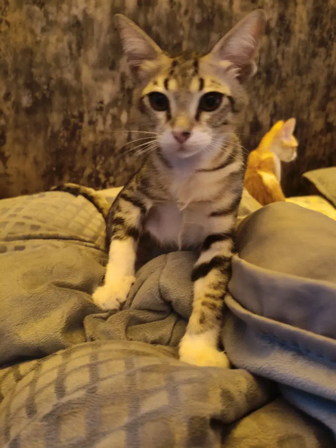 گربه|گربه|اهواز, سپیدار|دیوار