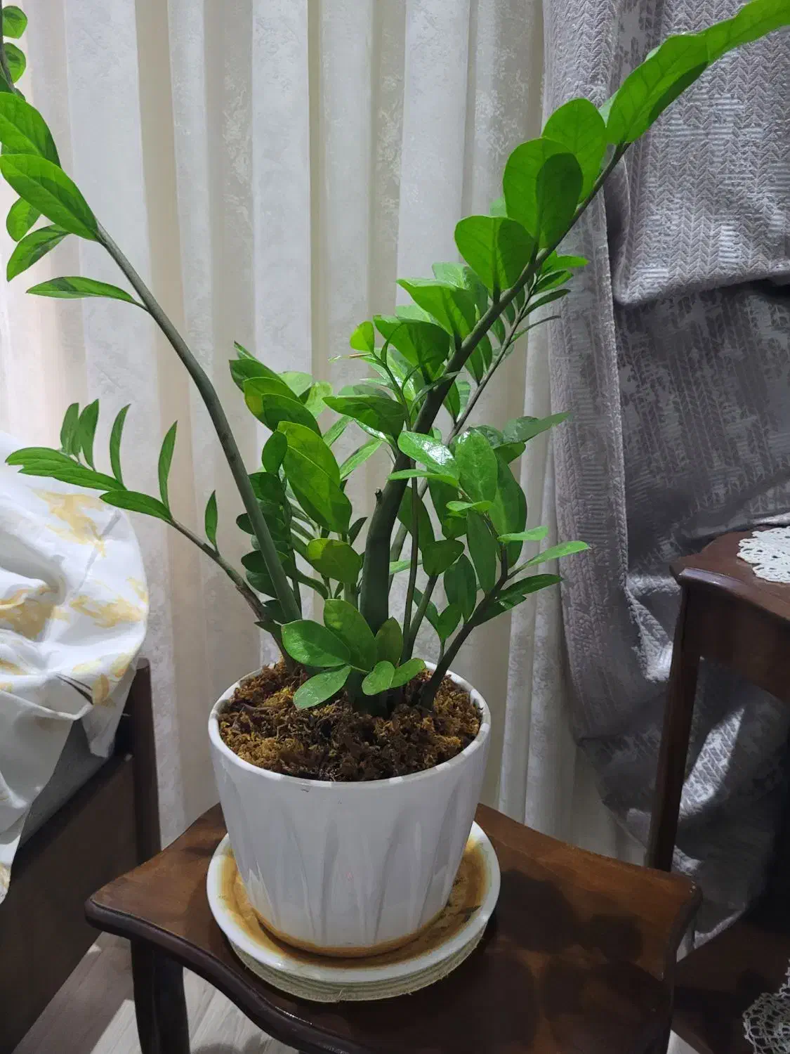 یک گلدان با گل زانفو لیا|گل و گیاه طبیعی|تهران, ستارخان|دیوار