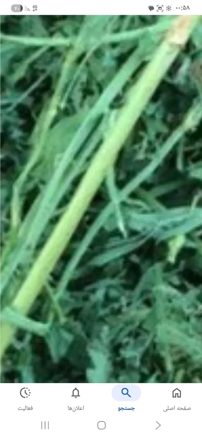 یونجه|حیوانات مزرعه|خوی, |دیوار