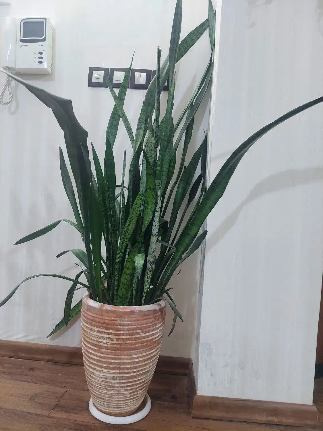 گل سانسوریا|گل و گیاه طبیعی|بجنورد, |دیوار