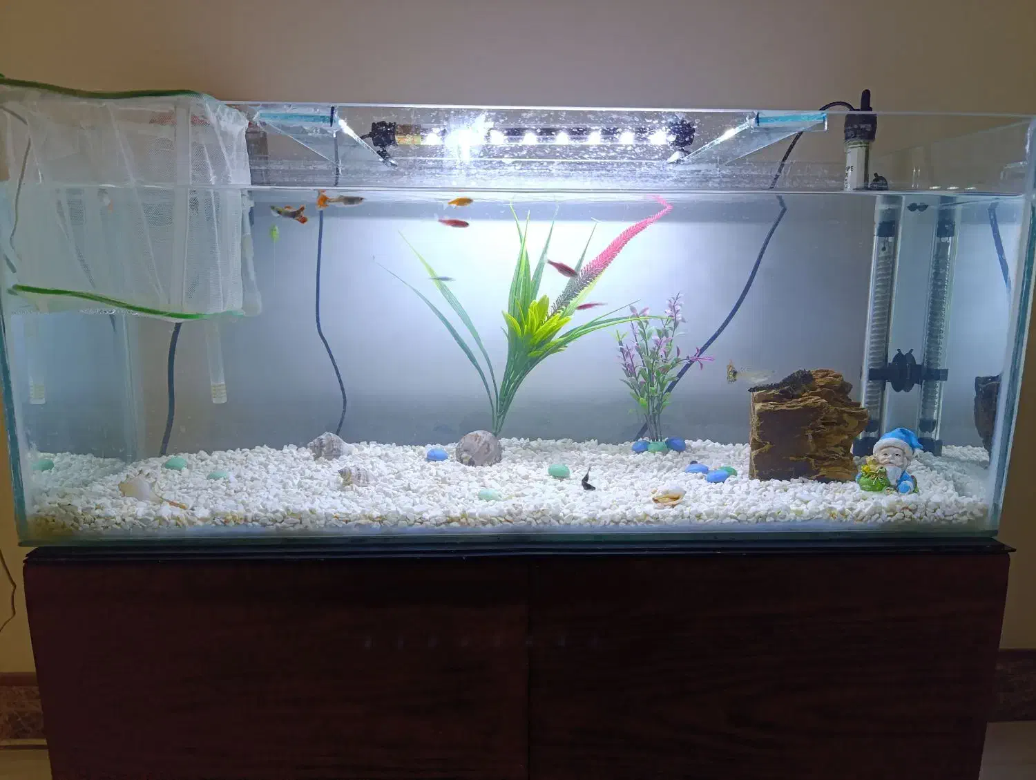 آکواریوم|ماهی|کرج, شهرک رضوانیه|دیوار