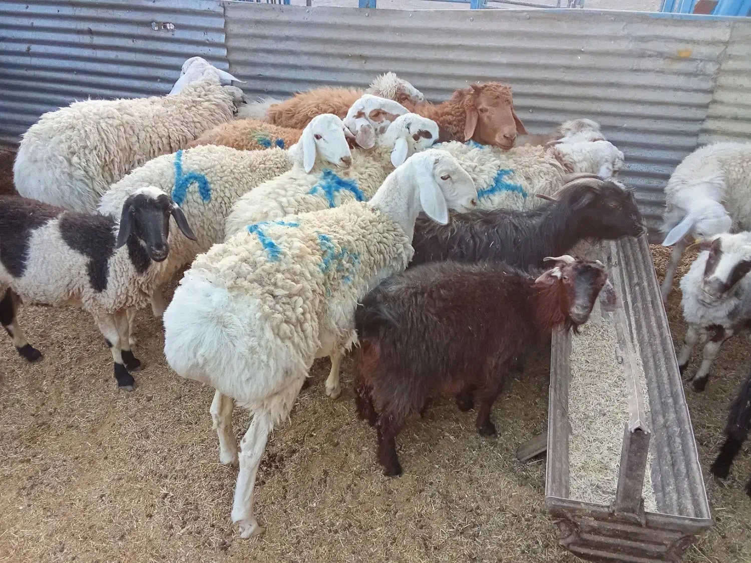 بره و بزغاله|حیوانات مزرعه|بیرجند, |دیوار