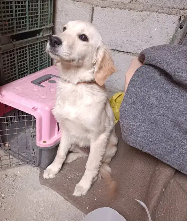 سگ گلدن رتریور اصلی|سگ|هشتگرد, مدرس|دیوار