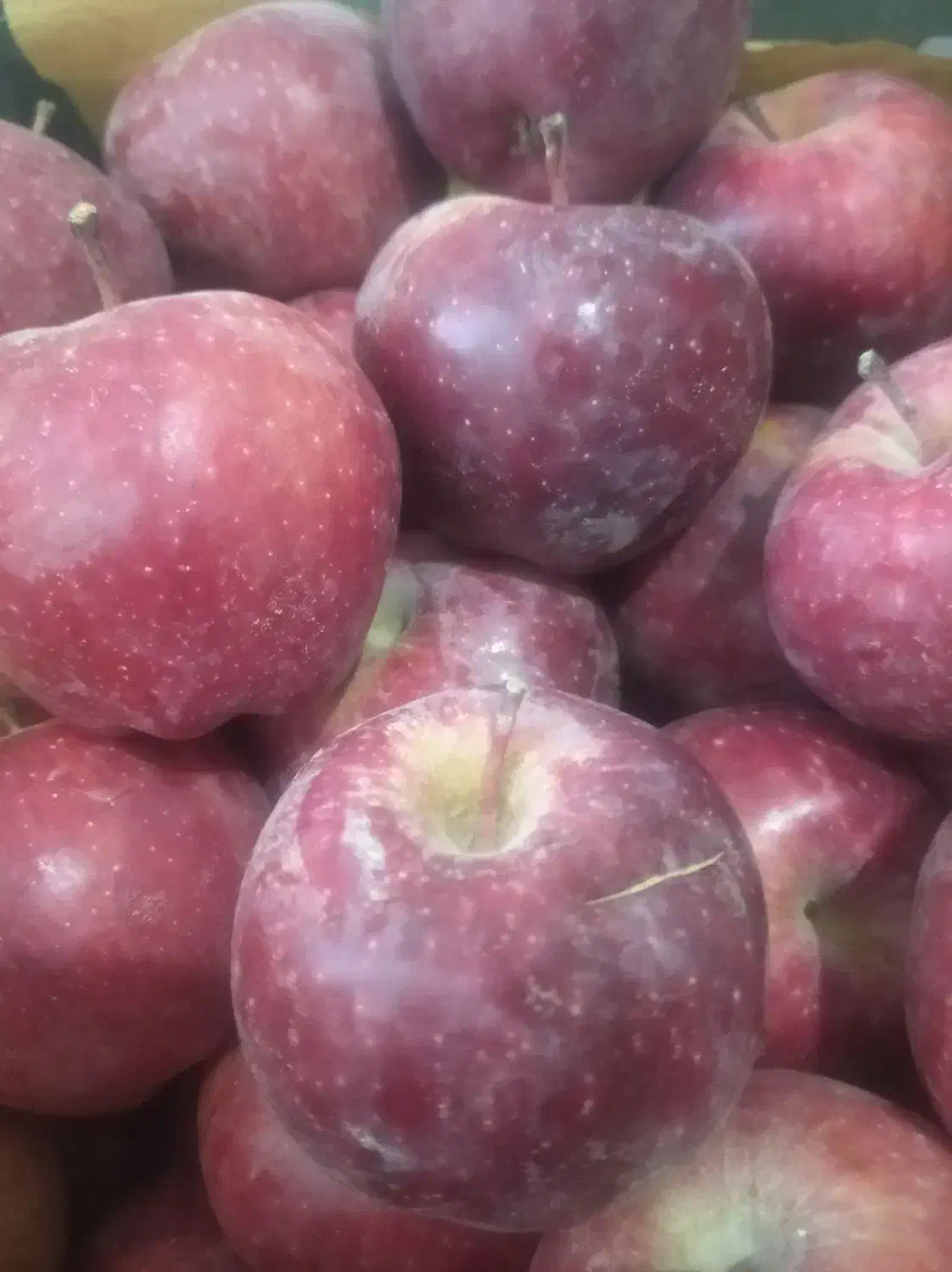 پیاز طوری|خوردنی و آشامیدنی|قم, کلهری|دیوار