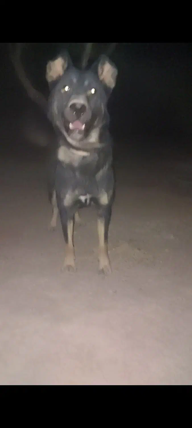 سگ گرگی|سگ|سامان, |دیوار