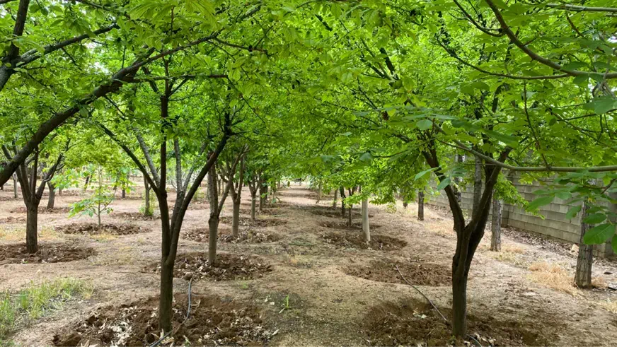 باغ به متراژ ۲۲۰۰ دور دیوار|فروش خانه و ویلا|شیراز, باغشهر قصر سبز|دیوار