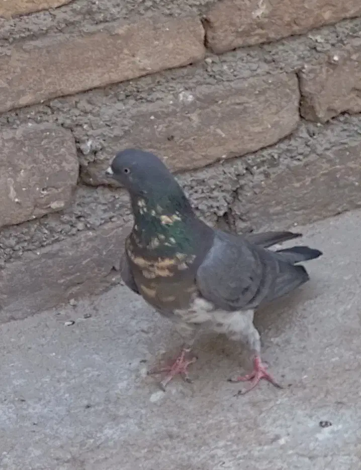 گمشده|حیوانات|ساوه, |دیوار