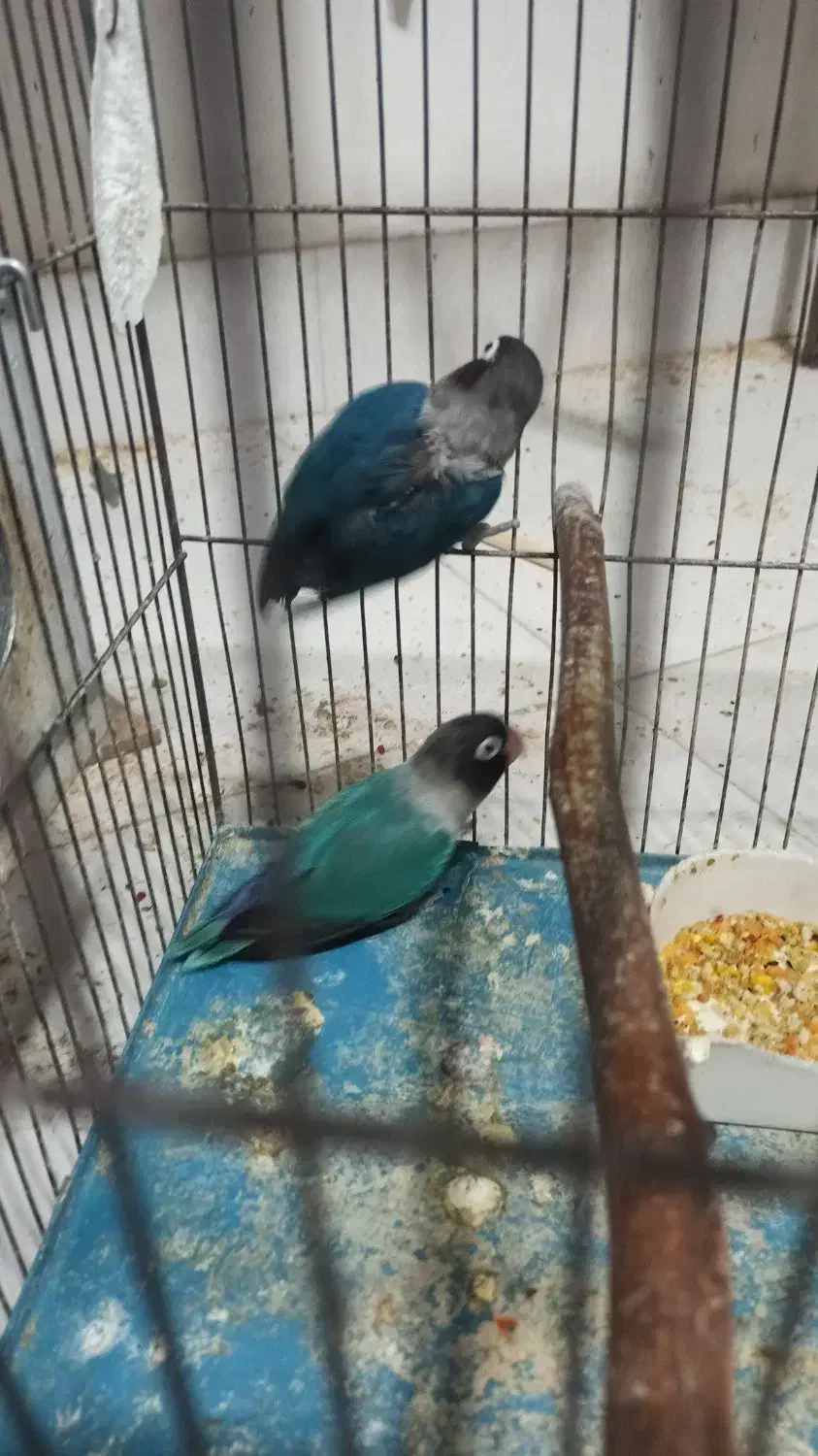 کوتوله برزیلی روی جوجه|پرنده|بوکان, |دیوار