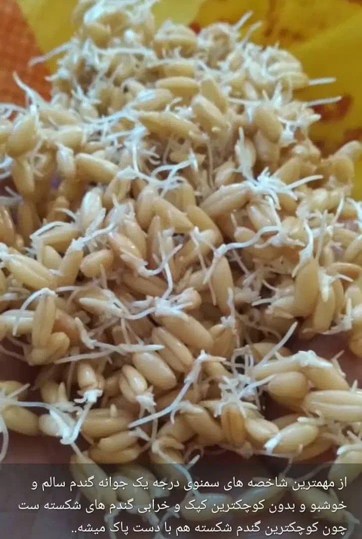 سمنو درجه یک|خوردنی و آشامیدنی|کرج, عظیمیه|دیوار