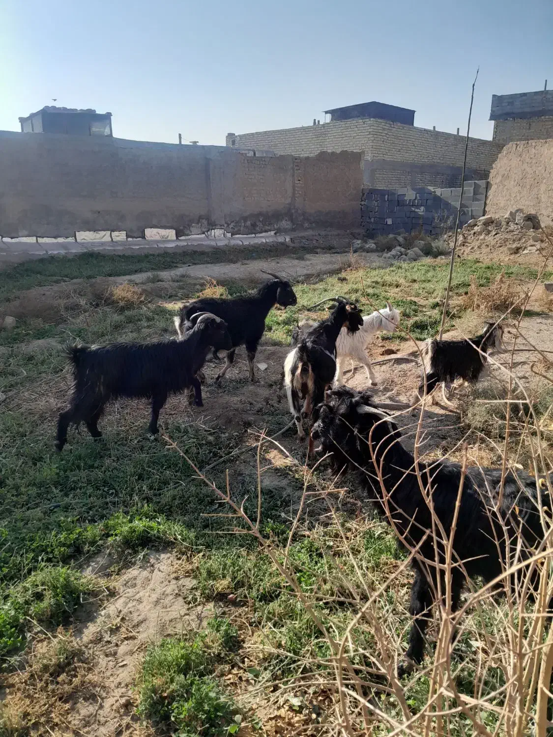 ۳راس بزجوان ۲تاکهرپاش هر۳تاباابستن|حیوانات مزرعه|مرودشت, کناره|دیوار