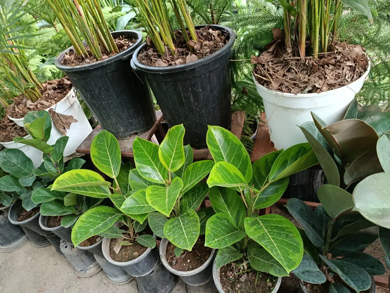 گل پالیز|گل و گیاه طبیعی|شیراز, رکنآباد|دیوار