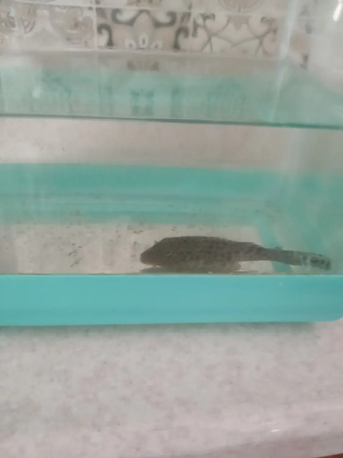 لجن خوار آکواریوم|ماهی|نجفآباد, ویلاشهر|دیوار