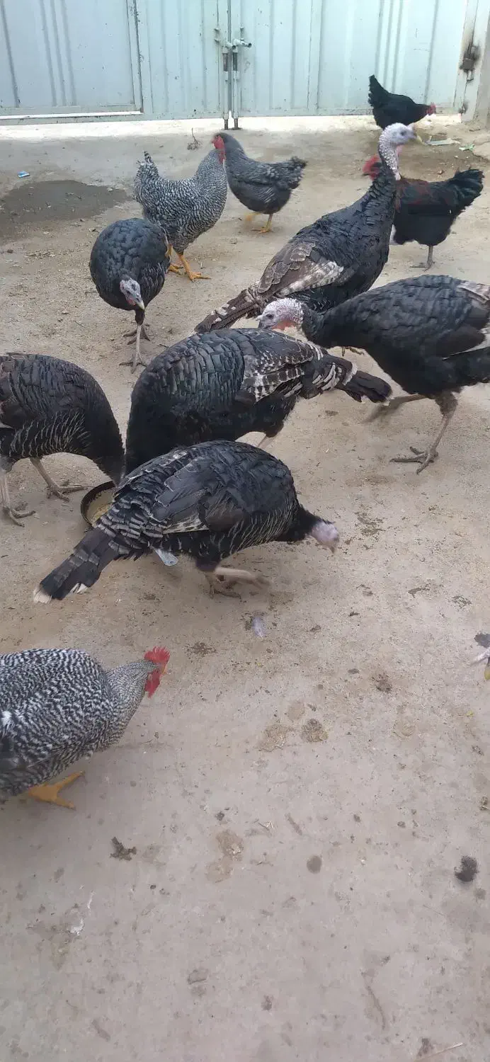 فروش چند عدد بوقلمون و خروس|حیوانات مزرعه|خنداب, |دیوار