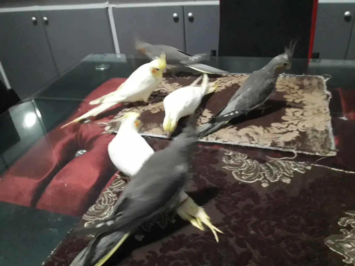 فروش عروس هلندی دو ماهه منصفانه|پرنده|میانه, |دیوار