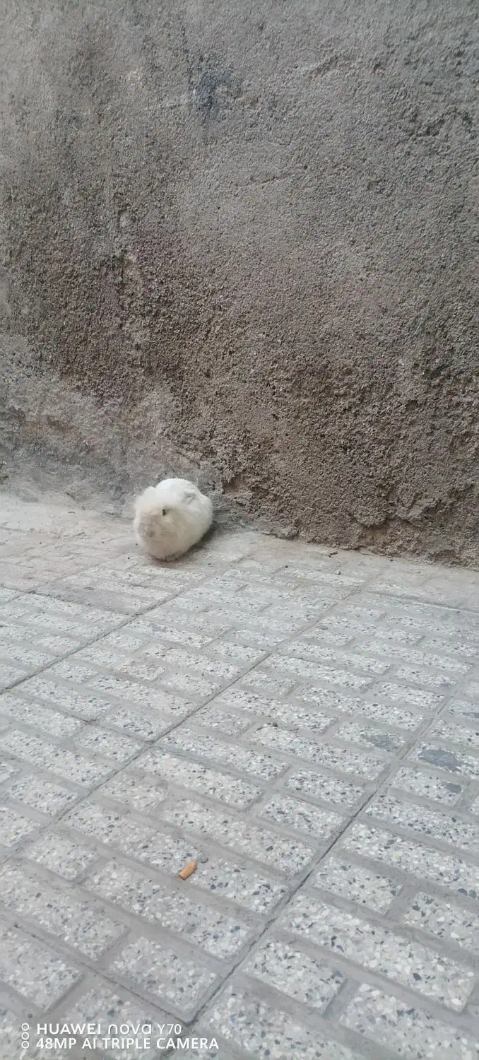 خرگوش پشمالو خوشگل|موش و خرگوش|مشهد, اروند|دیوار