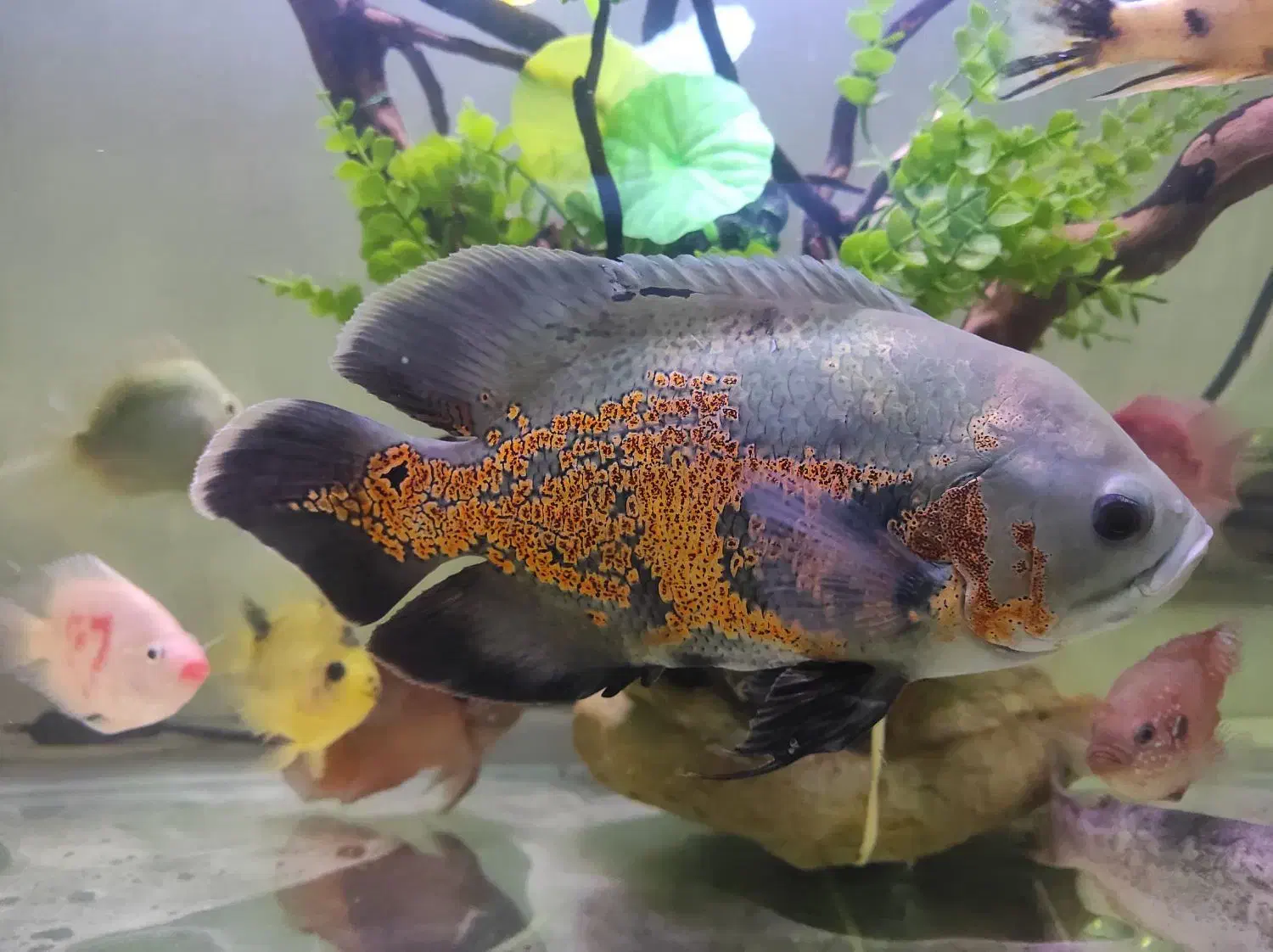 فروش ۳ عدد ماهی اسکار|ماهی|لاهیجان, کوه بیجار|دیوار