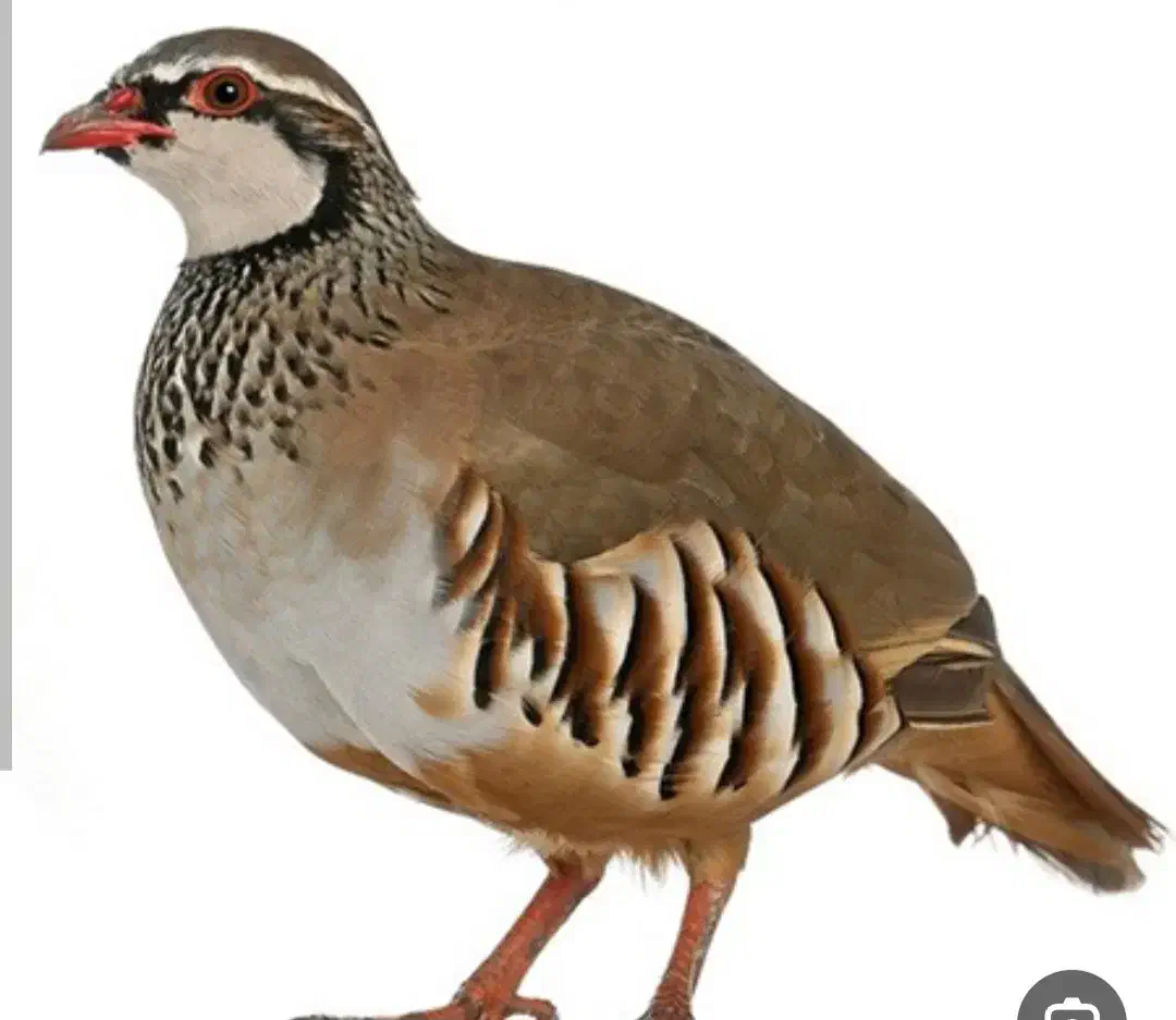 پرنده۶ ماهه|پرنده|مهدی شهر, |دیوار